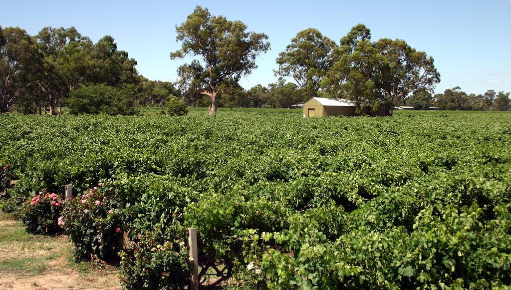 Vine Inn Barossa Ньюеріутпа Екстер'єр фото